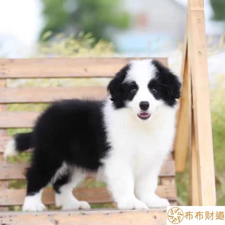 边牧犬多少钱一只（牧羊犬适合新手养吗？）-2