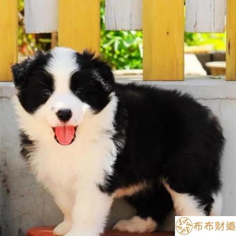 边牧犬多少钱一只（牧羊犬适合新手养吗？）-1